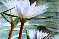 Lily 3