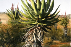 Aloe 3