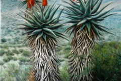 Asante Sana Aloe 1