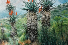 Asante Sana Aloe 2
