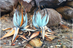 Nyangui Aloes