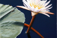 Lily 5