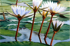 Waterlilies