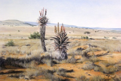 Aloes in the Veld 3