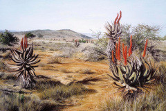 Aloes in the Veld 1