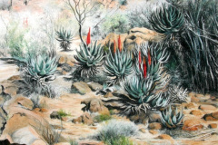 Aloes in the Veld 4