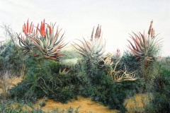 Aloes in the Veld 2