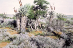 Aloes in the Veld 5