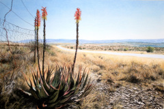 Cradock Road