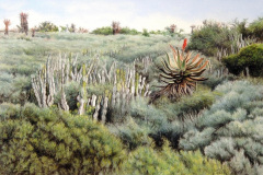 Ecca Aloes 2