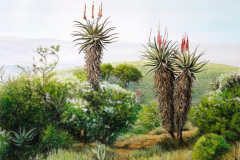 Ecca Pass Aloes