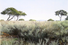 Grasslands 1