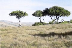 Grasslands 2
