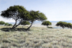 Grasslands 3