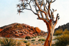 Kokerboom at Sunset