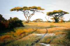 Afternoon Game Drive, Mombo, Botswana