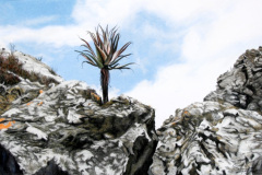 Chimanimani Aloe