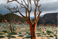 Kokerboom at Sunrise