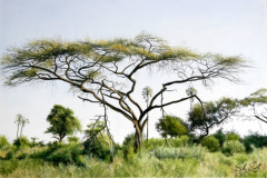 Okavango 1