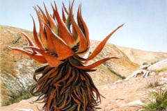 Kabouga Aloe 2