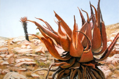 Kabouga Aloe 1
