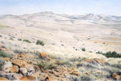 Mountain Zebra
