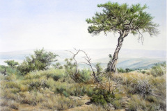View Across the Veld 2